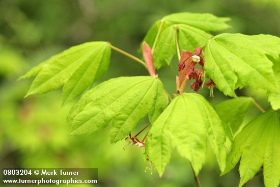 Vine Maple blossoms & foliage
