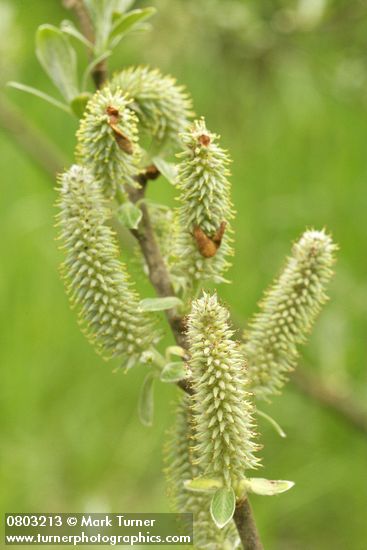 Sitka Willow catkins detail