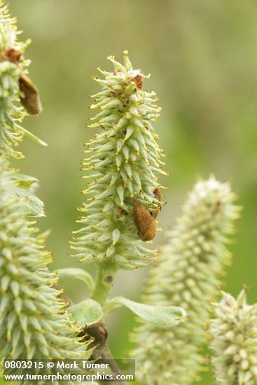 Sitka Willow catkins detail
