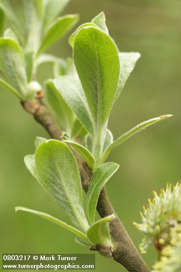 Sitka Willow new foliage detail