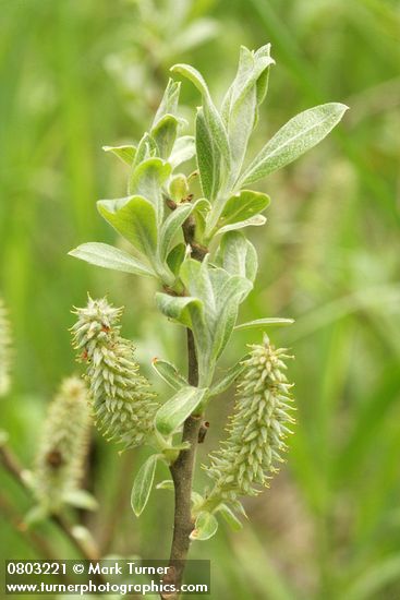 Sitka Willow new foliage & catkins