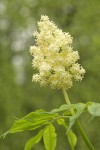 Red Elderberry blossoms & foliage