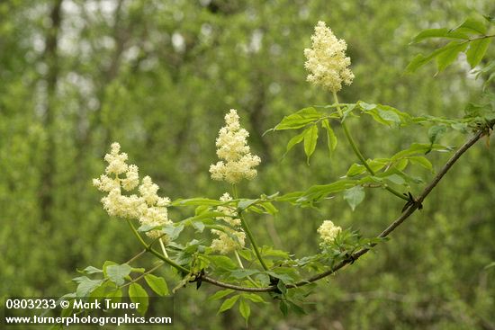 Red Elderberry blossoms & foliage