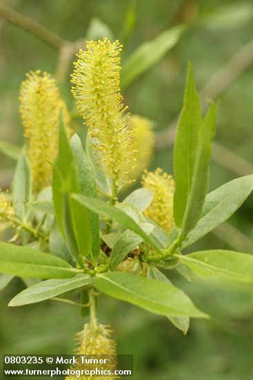 Shining Willow (Pacific Willow) male catkins & foliage