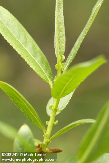 Shining Willow (Pacific Willow) foliage detail