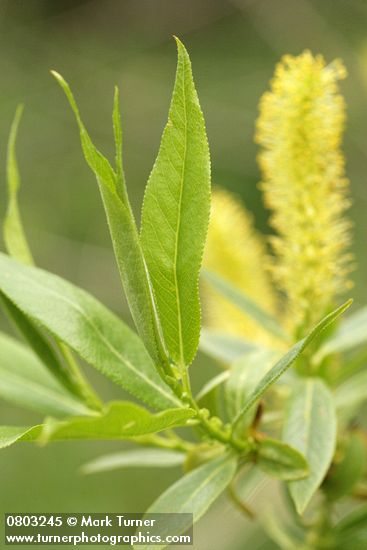 Shining Willow (Pacific Willow) foliage detail