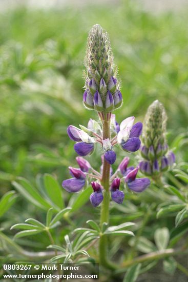 Seashore Lupine blossoms & foliage detail
