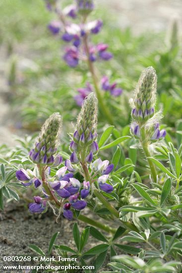 Seashore Lupine blossoms & foliage
