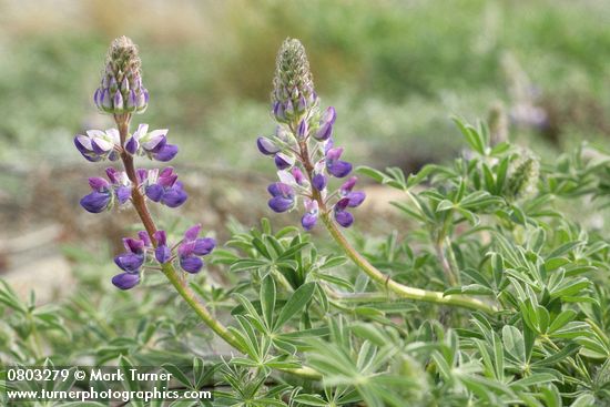 Seashore Lupine