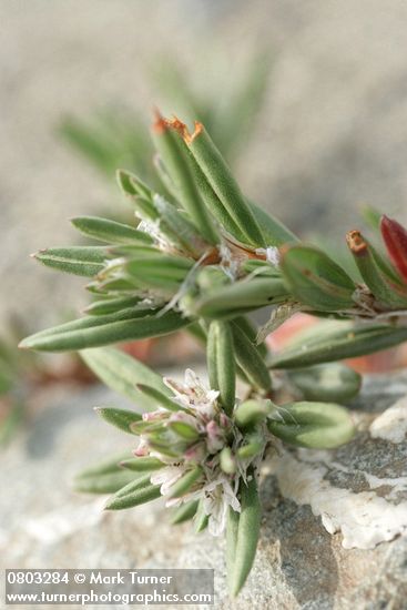 Beach Knotweed blossoms & foliage