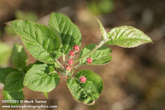 Pacific Crabapple flower buds & foliage