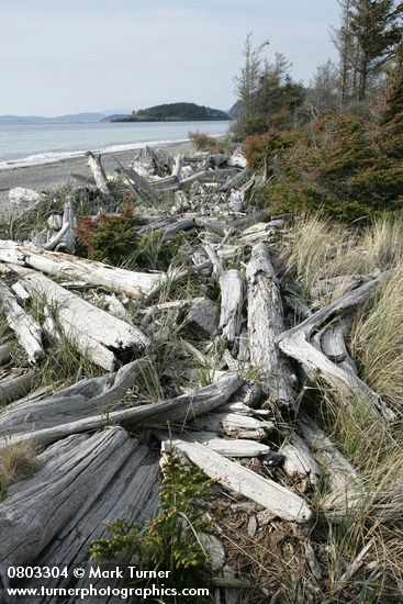 Wind-blown Sitka Spruce, beach logs, and grasses along West Beach