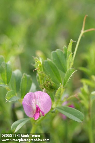 Common Vetch blossom & foliage detail