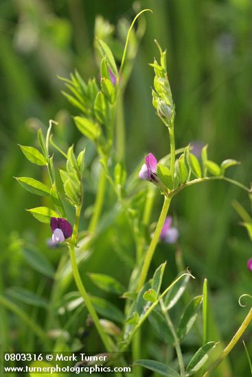 Slender Vetch (Lentil Vetch) blossoms & foliage