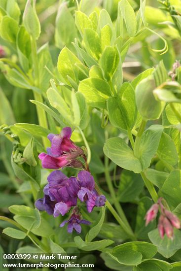 Beach Pea blossoms & foliage