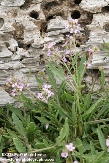 American Searocket against weathered beach log