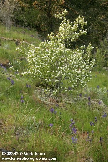 Western Serviceberry w/ Common Camas