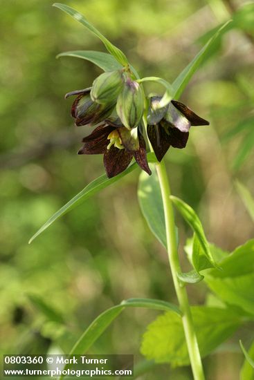 Black Lily blossoms, buds, foliage