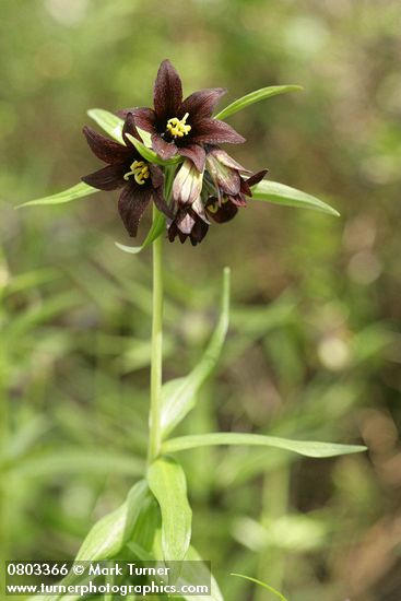 Black Lily