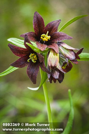 Black Lily blossoms detail