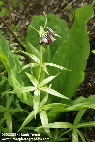 Black Lily against Skunk Cabbage foliage