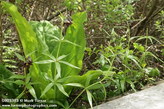 Black Lily against Skunk Cabbage foliage