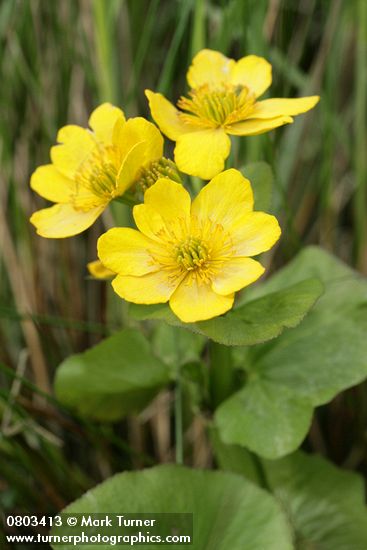 Yellow Marsh Marigold