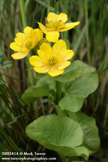 Yellow Marsh Marigold