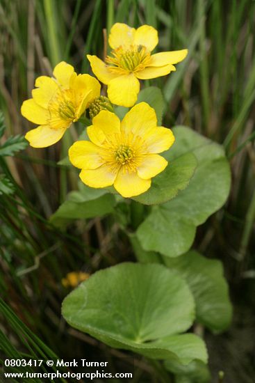 Yellow Marsh Marigold