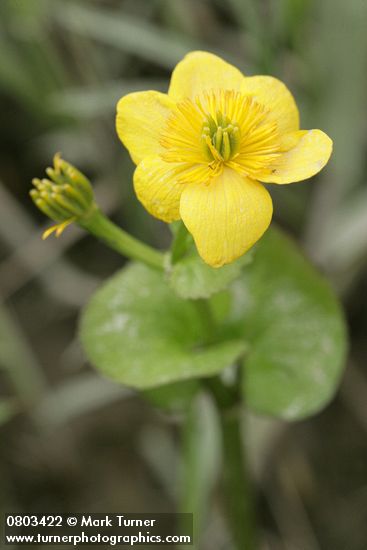 Yellow Marsh Marigold blossom