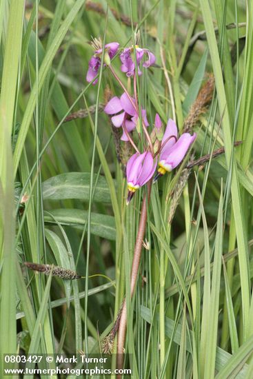 Dark-throated Shooting Star blossoms among sedge & rush foliage