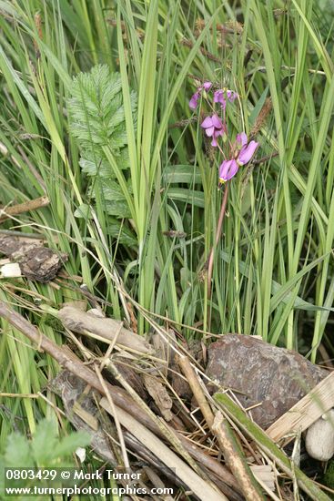 Dark-throated Shooting Star blossoms among sedge & rush foliage