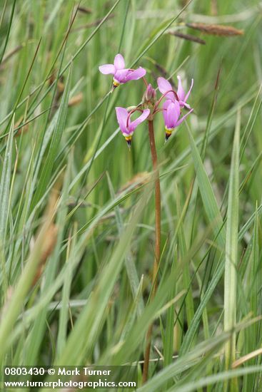 Dark-throated Shooting Star blossoms among sedge & rush foliage