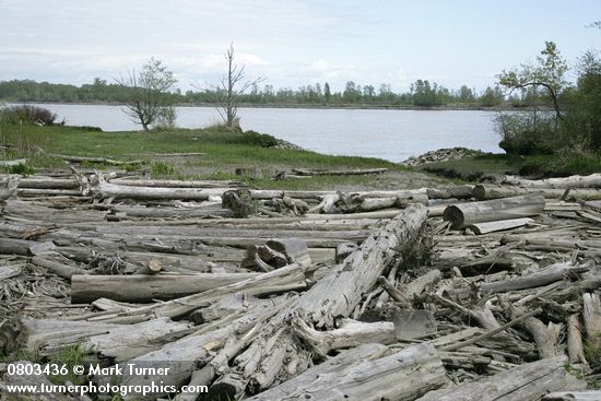 Beach logs at edge of wet meadow along Fraser River