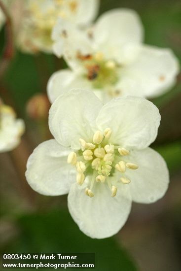 Pacific Crabapple blossom detail