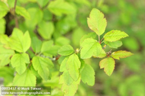 Pacific Crabapple young foliage