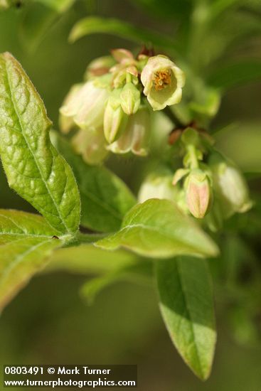 Velvetleaf Huckleberry blossoms & foliage detail