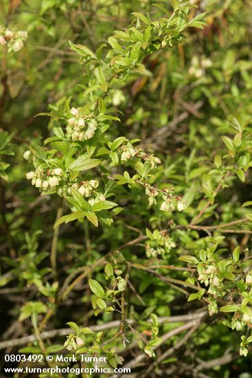 Velvetleaf Huckleberry