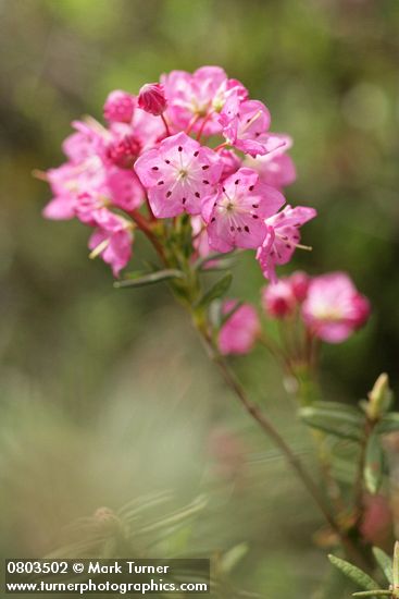Bog Laurel