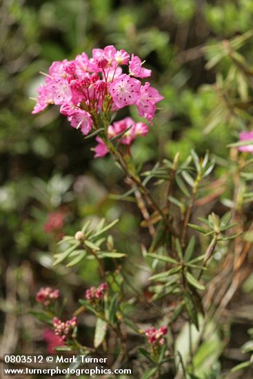 Bog Laurel