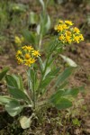 Western Groundsel
