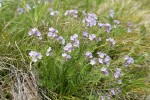 Western Polemonium