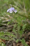 Western Polemonium blossoms & foliage