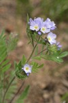 Western Polemonium blossoms & foliage detail