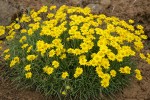 Yellow Desert Daisies