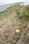 Brittle Prickly Pear Cactus among dry grasses on sandy slope w/ beach soft bkgnd