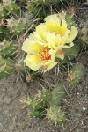 Brittle Prickly Pear Cactus