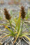 Large-headed (Bighead) Sedge w/ female inflorescences