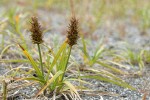 Large-headed (Bighead) Sedge w/ female inflorescences