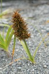 Large-headed (Bighead) Sedge w/ female inflorescence